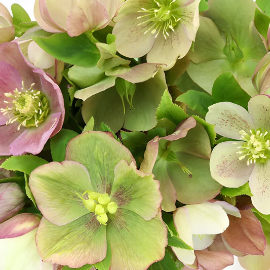 Hues of Pink Designer Hellebore Flowers