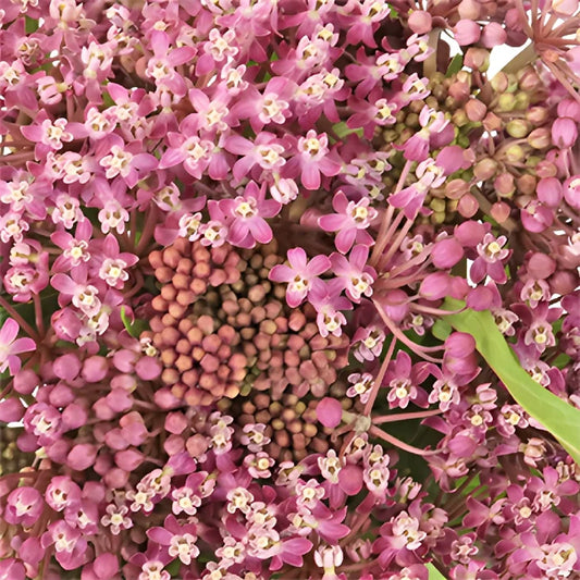 Pink Berry Milkweed Flower
